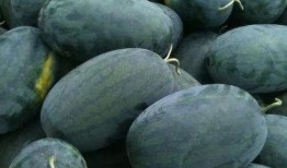 瓜家人在洛杉矶娱乐吃瓜号,瓜家人吃瓜大揭秘